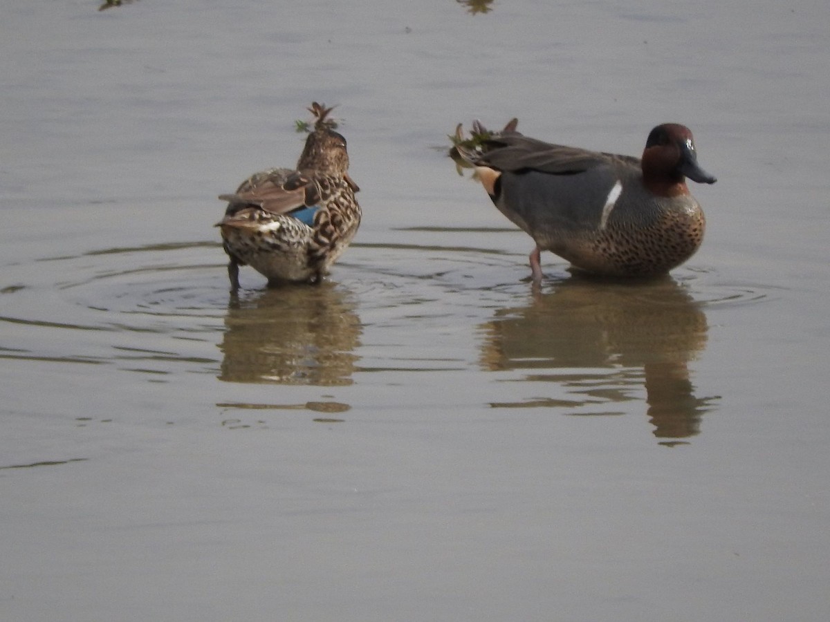 Green-winged Teal - ML26438421