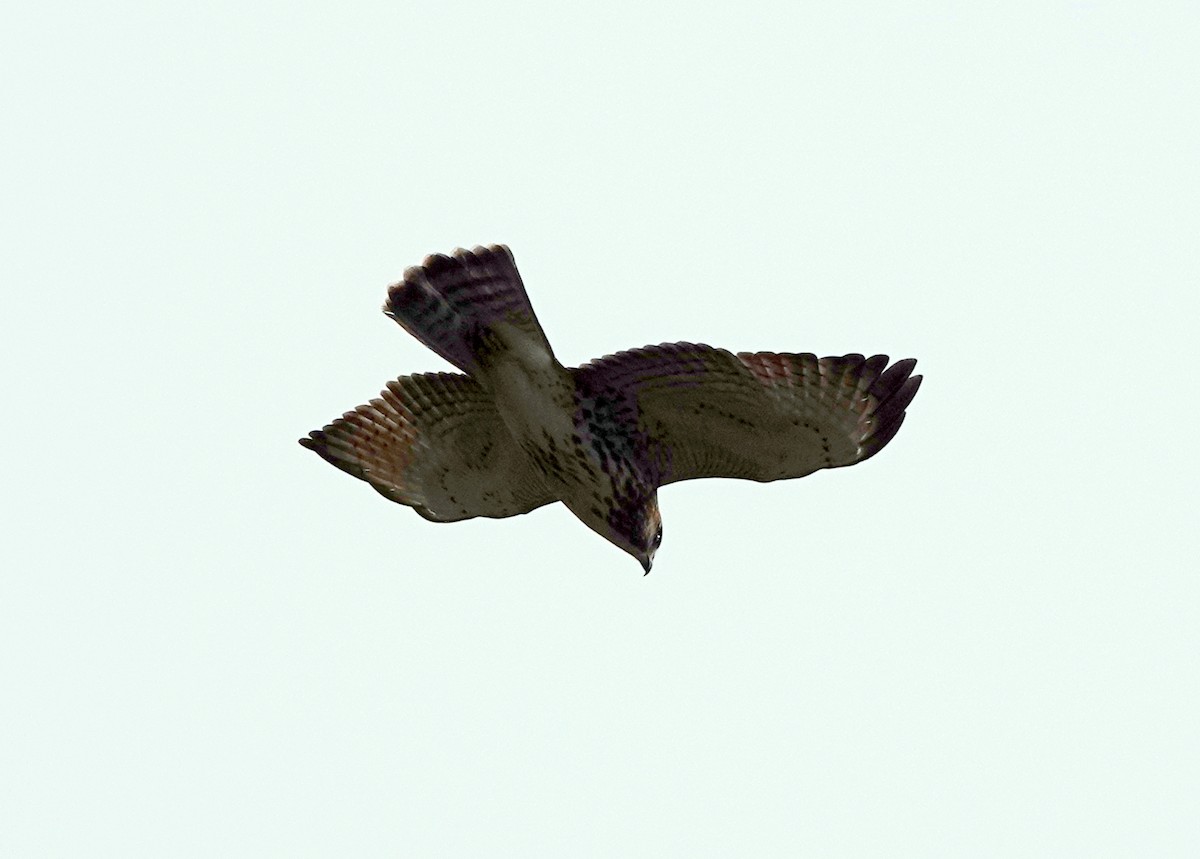 Broad-winged Hawk - jerry pruett