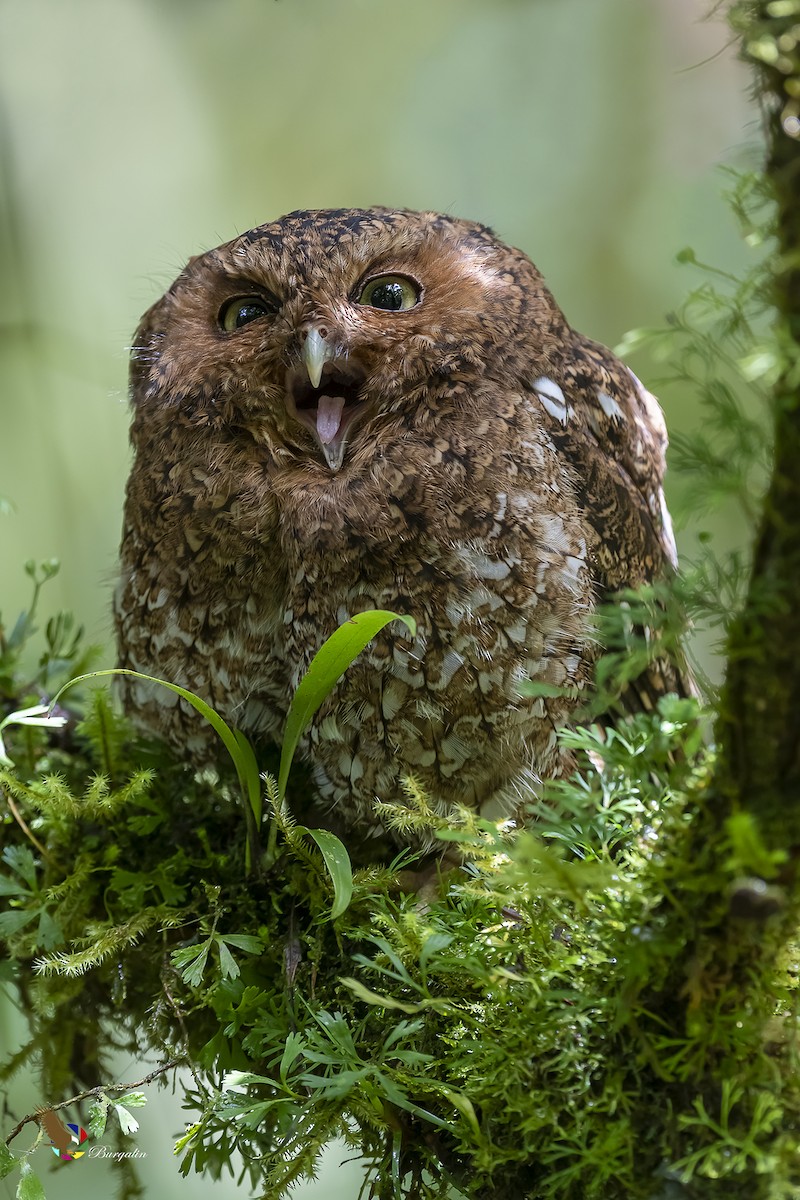Bare-shanked Screech-Owl - ML264402071