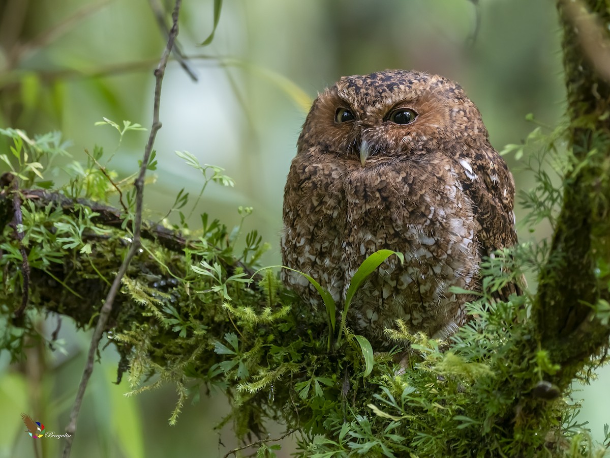 Bare-shanked Screech-Owl - ML264402091