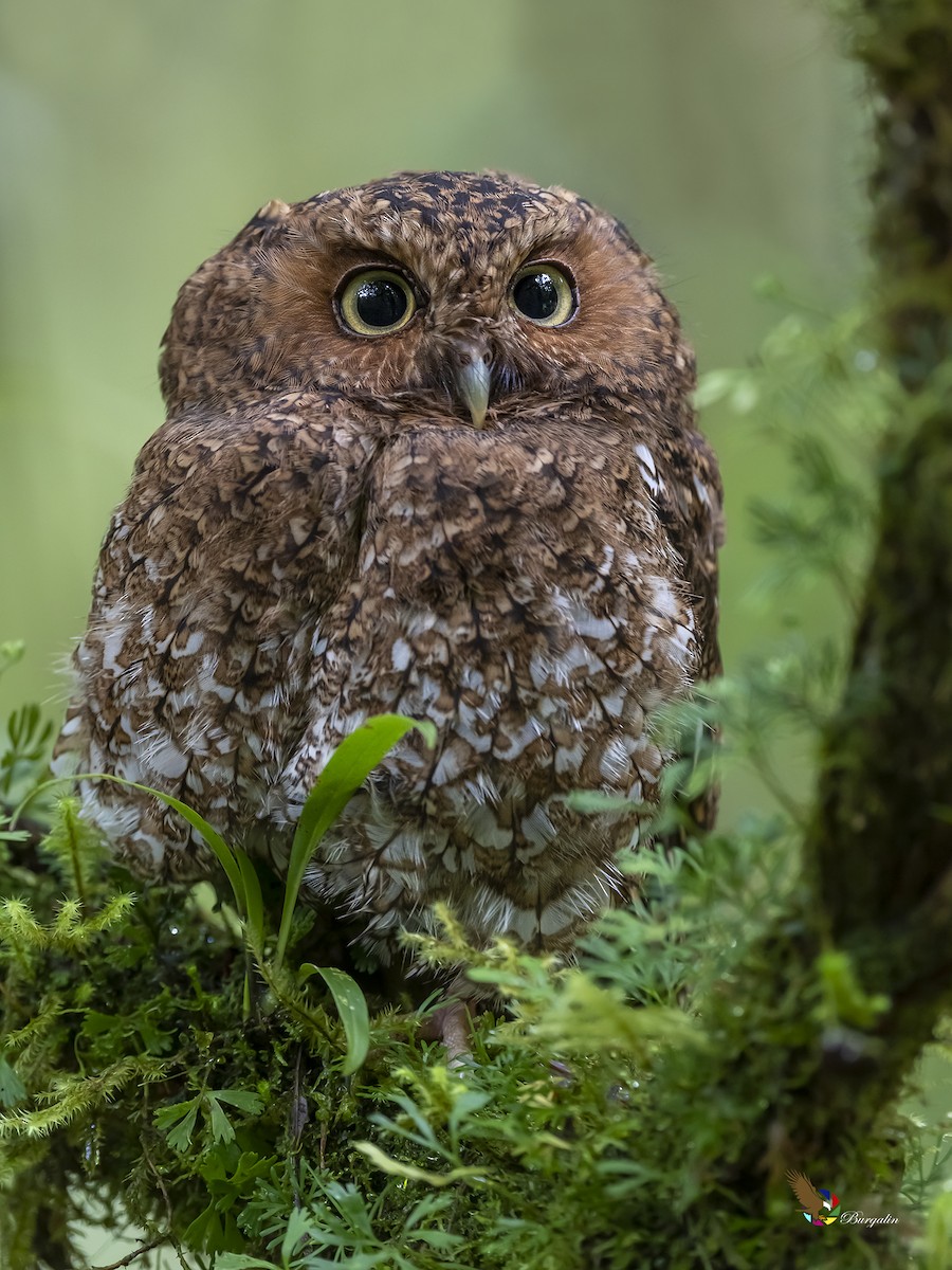 Bare-shanked Screech-Owl - ML264402101