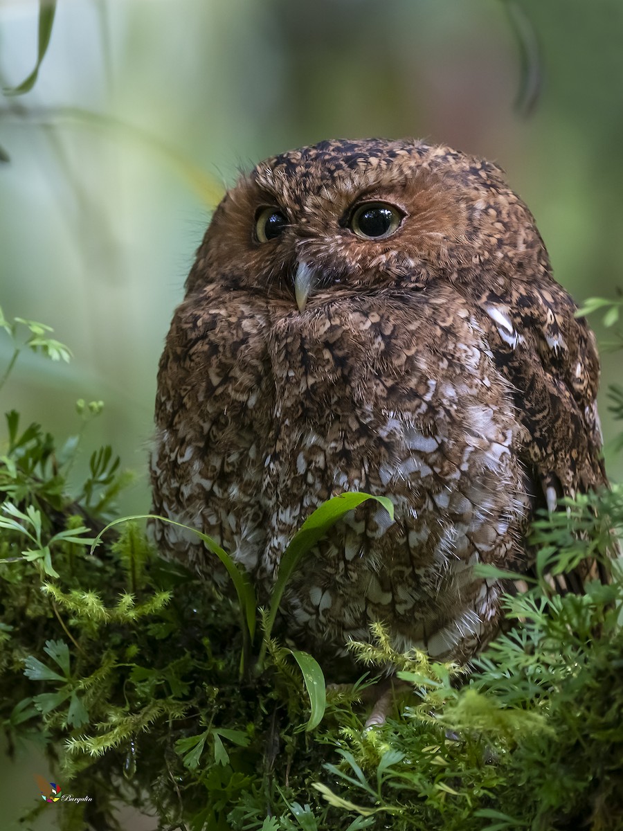 Bare-shanked Screech-Owl - ML264402111
