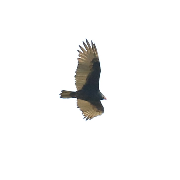 Turkey Vulture - ML264407601