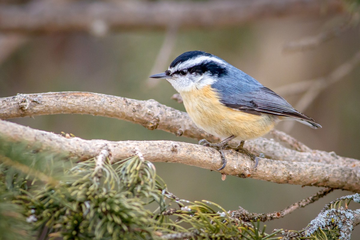 Red-breasted Nuthatch - ML26441441