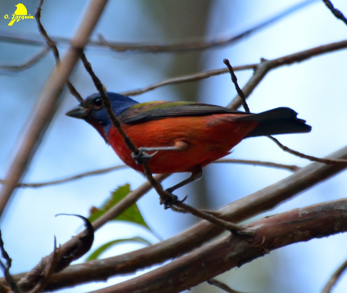 Painted Bunting - ML26441721