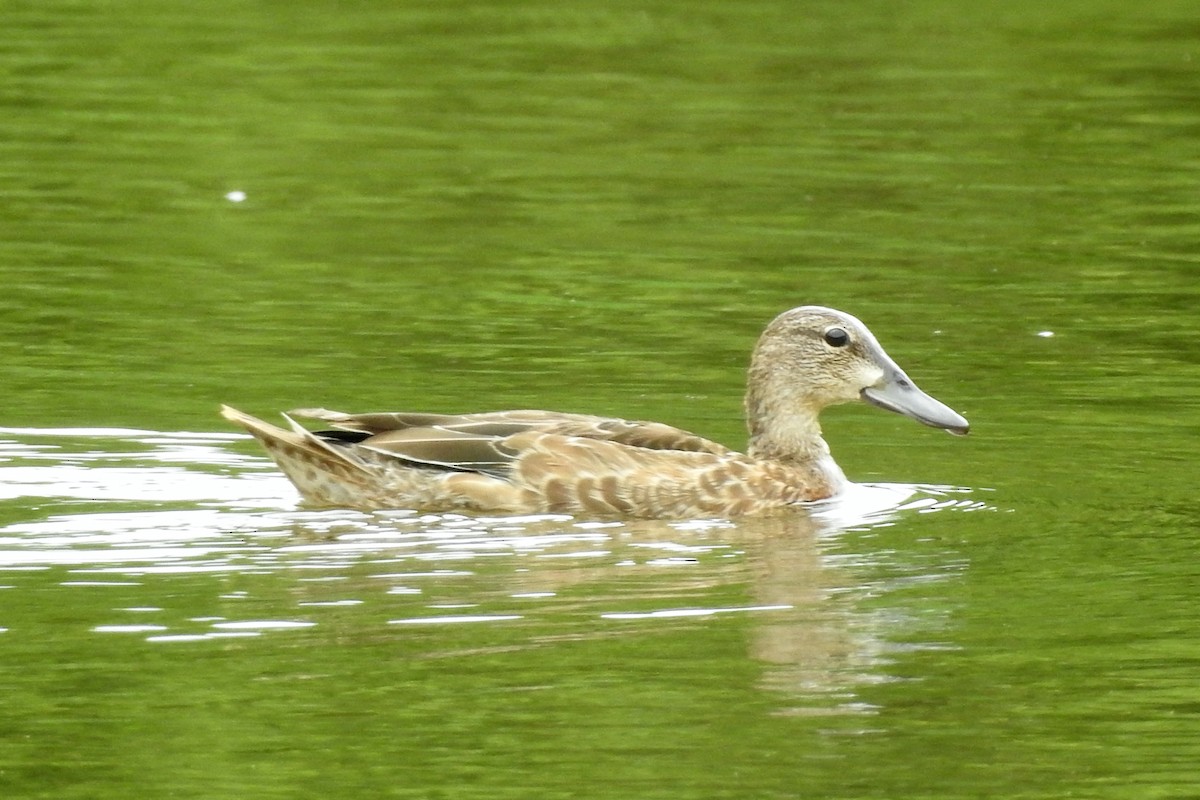 Blue-winged Teal - ML264421931