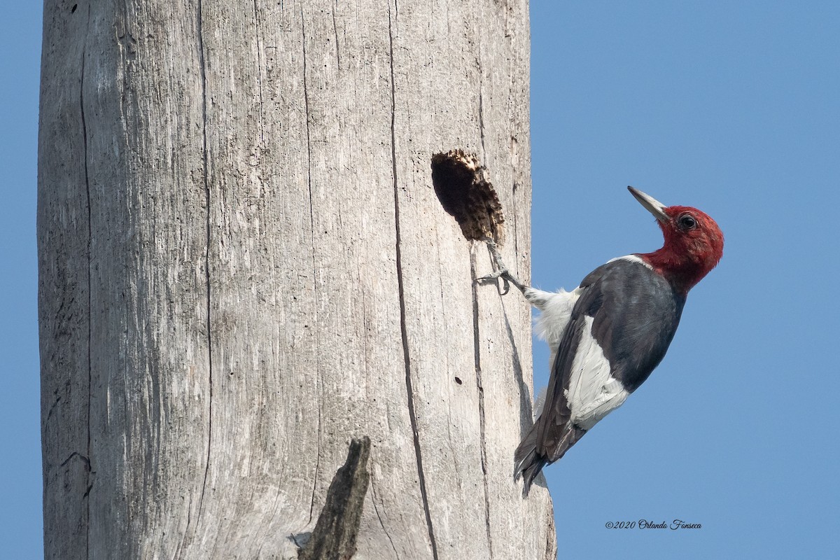 Red-headed Woodpecker - Owlando Fonseca