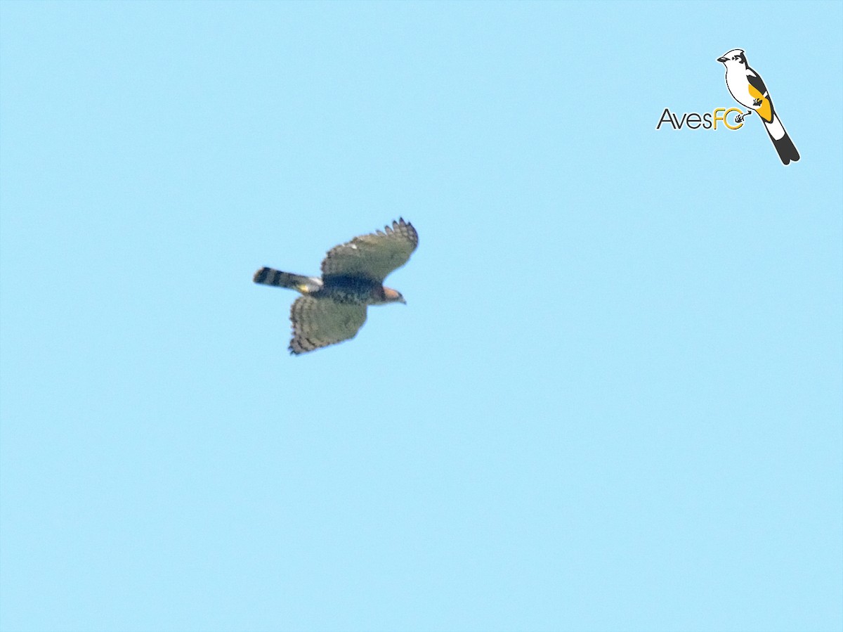 Ornate Hawk-Eagle - AvesFC UNAM