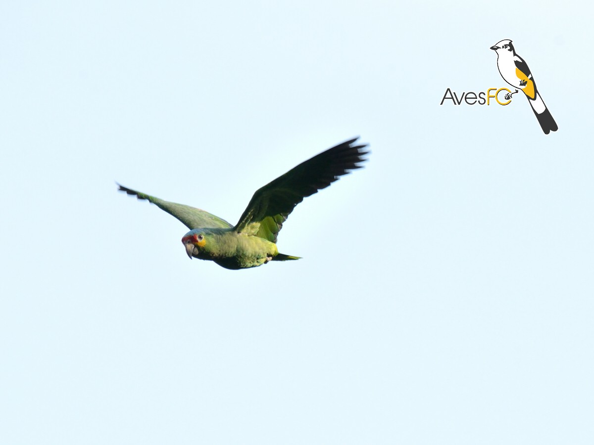 Red-lored Parrot - AvesFC UNAM