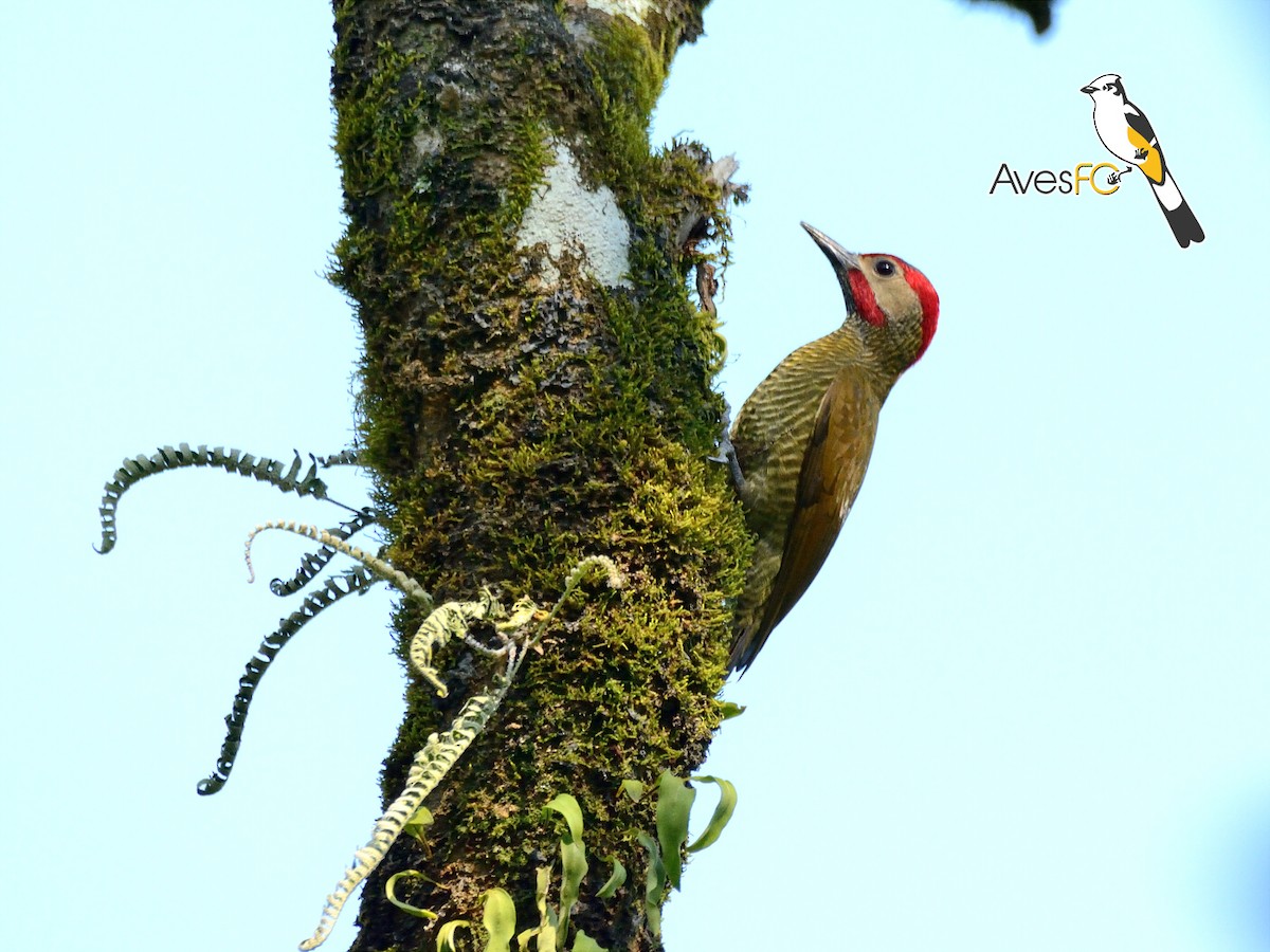 Golden-olive Woodpecker - AvesFC UNAM