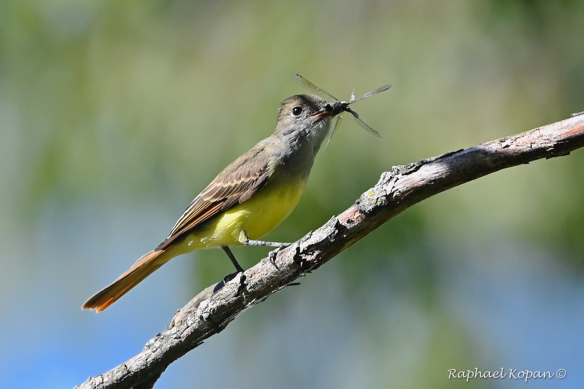 Great Crested Flycatcher - ML264433801