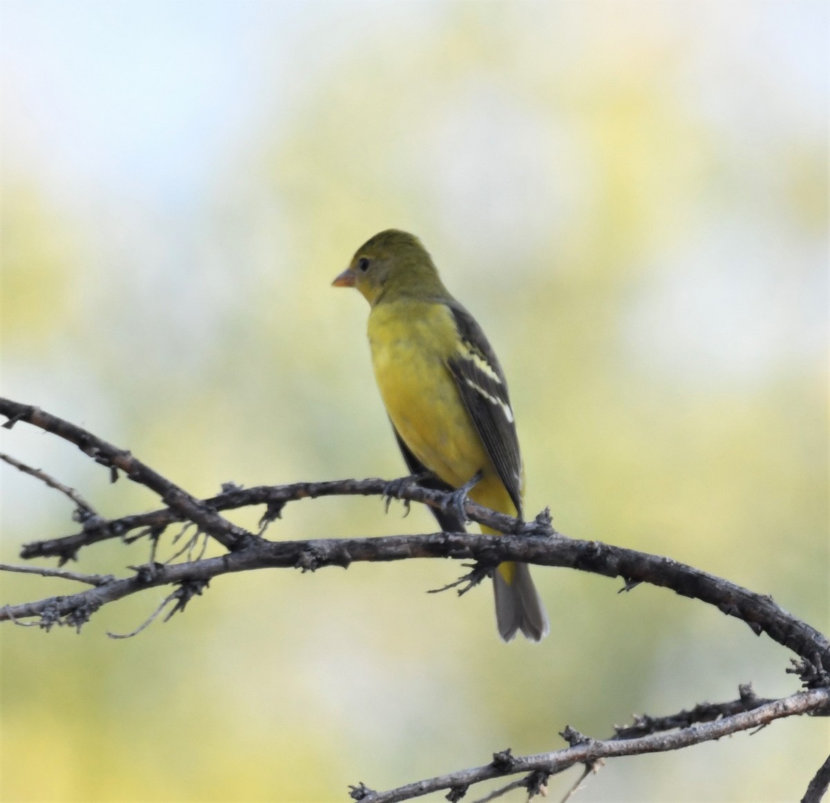 Western Tanager - ML264435921