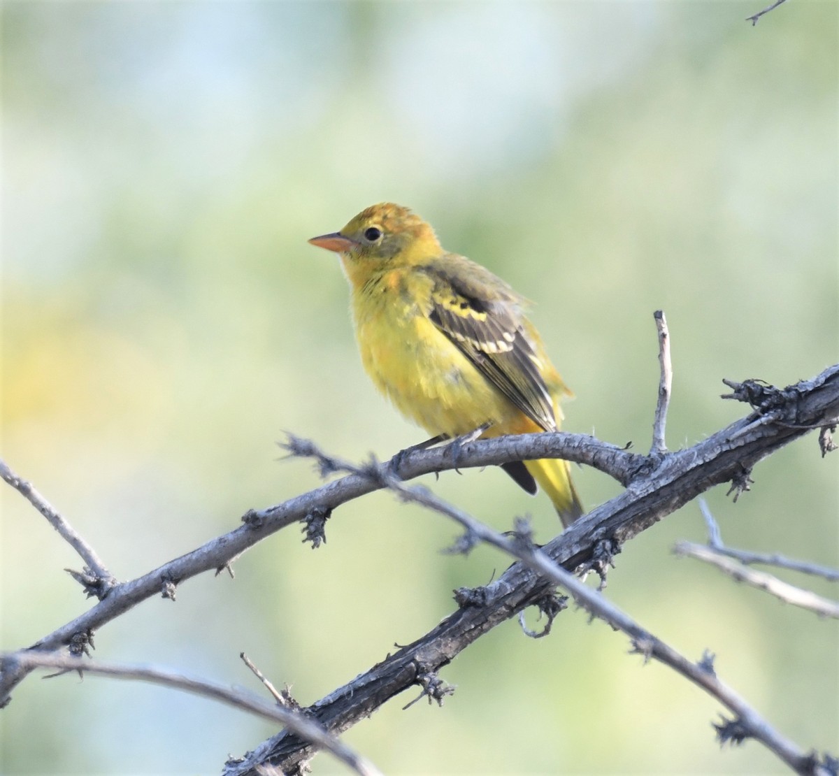 Western Tanager - ML264435931