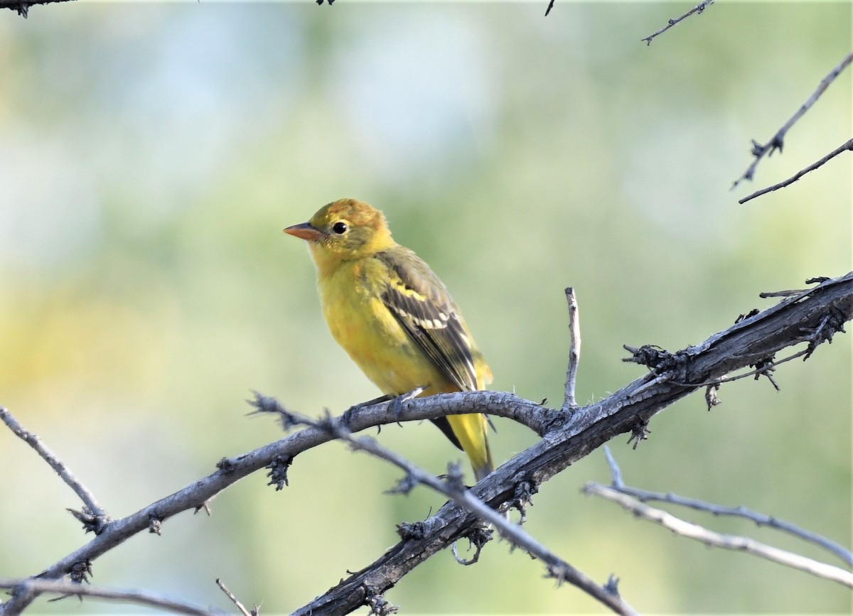 Western Tanager - ML264435971