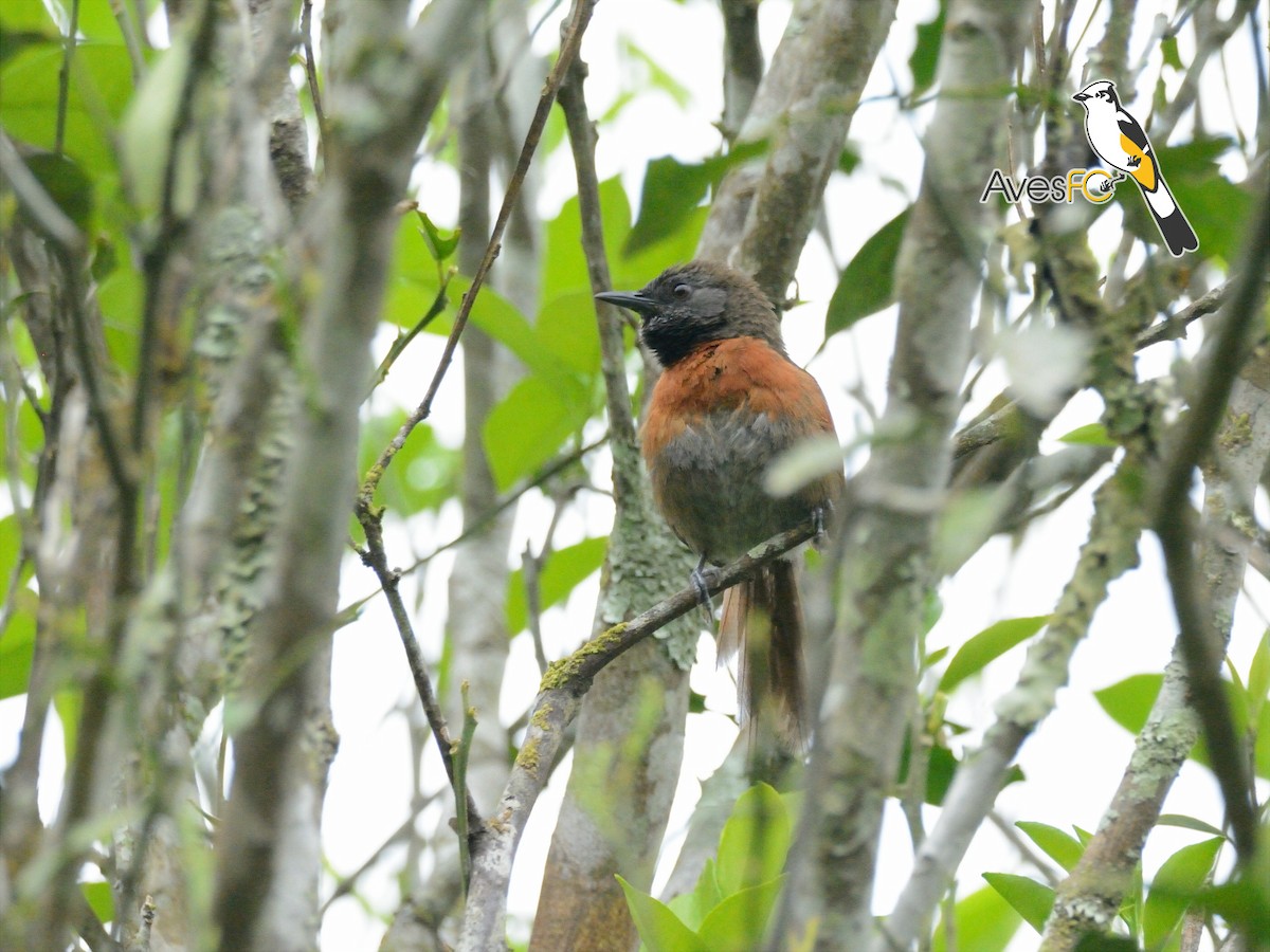 Rufous-breasted Spinetail - AvesFC UNAM