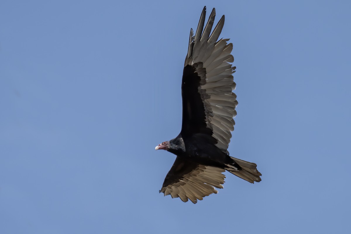 Turkey Vulture - John Tubbs