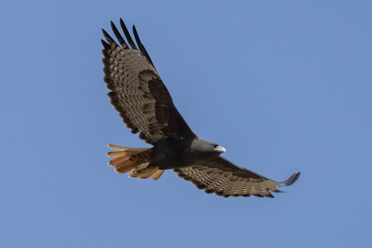 Red-tailed Hawk - John Tubbs