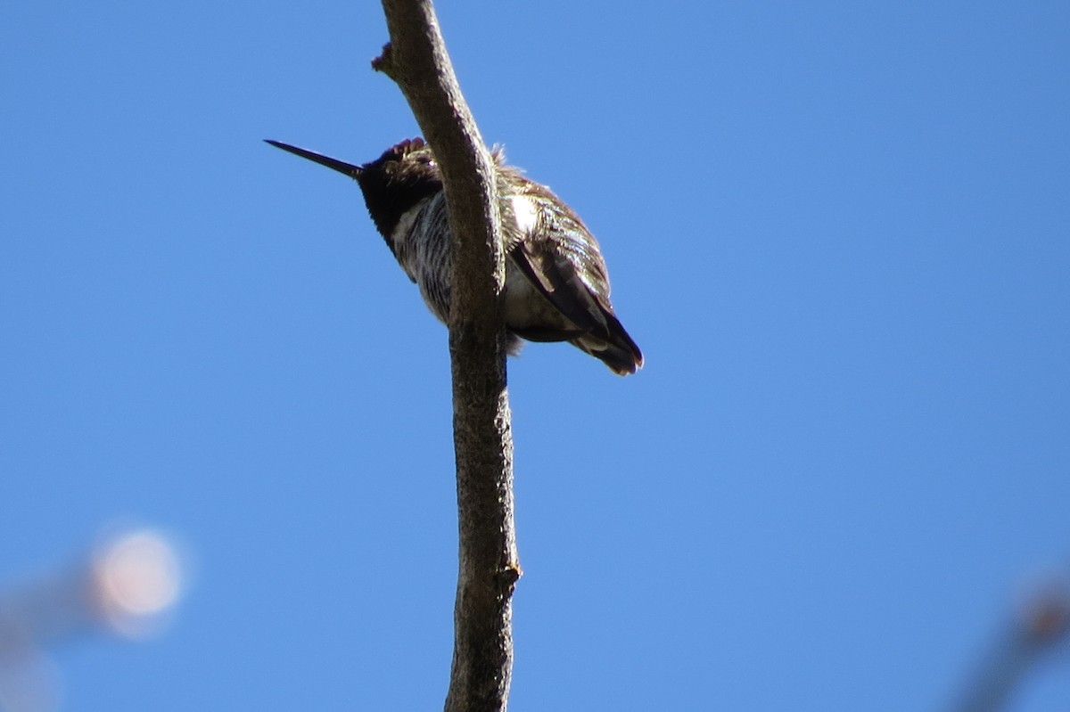 Anna's Hummingbird - ML26444431