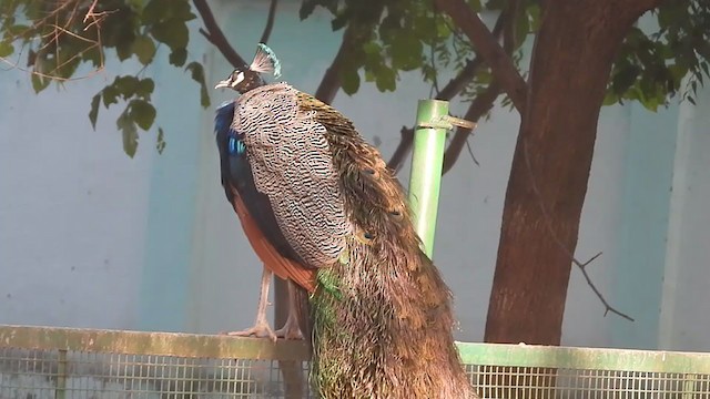 Indian Peafowl - ML264444321