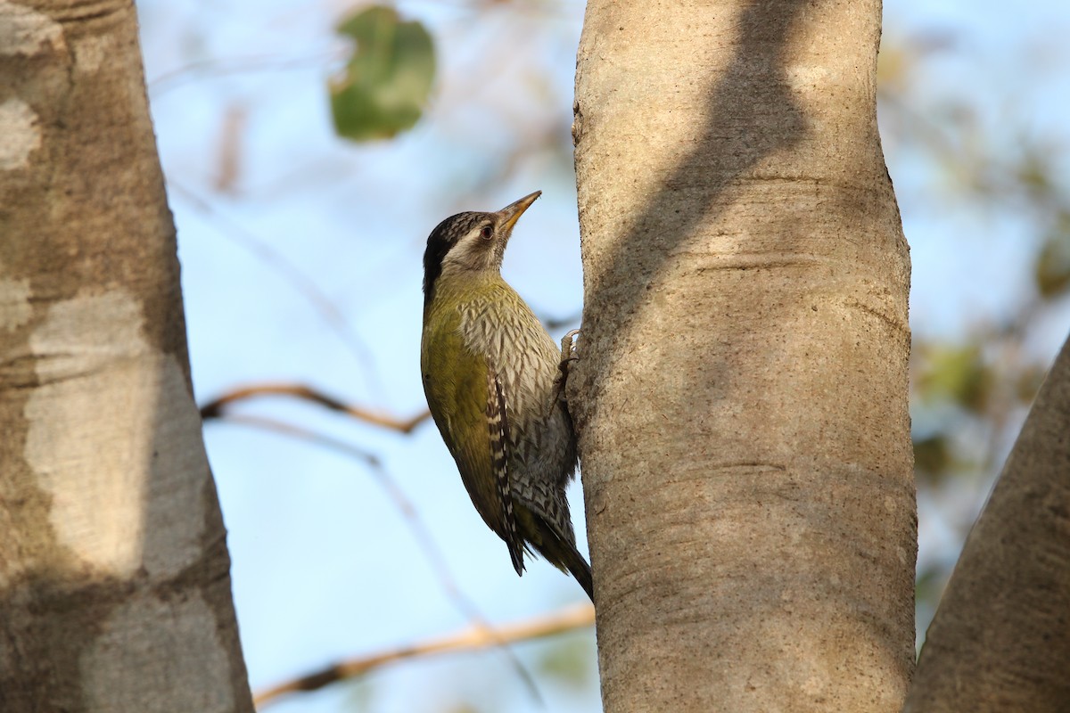 Streak-throated Woodpecker - ML264449361
