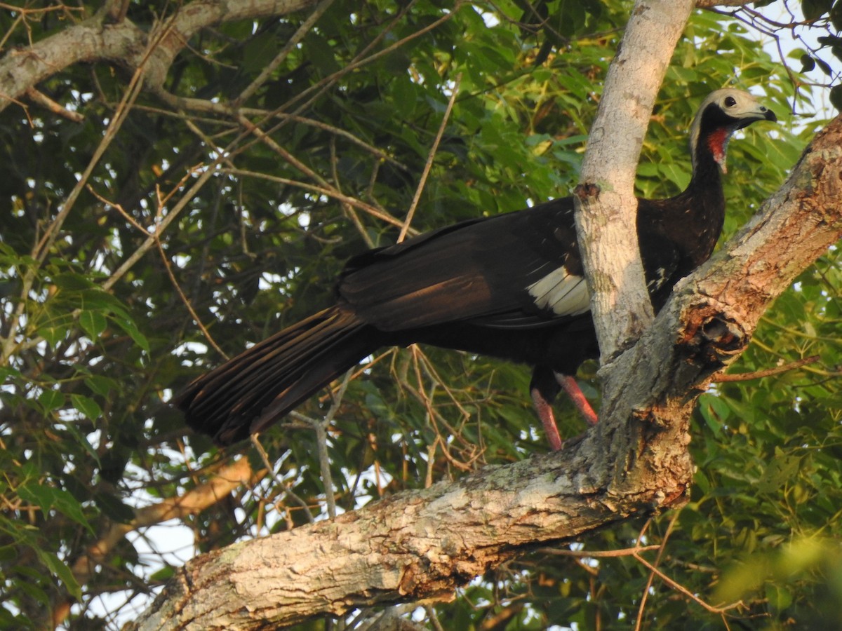 Red-throated Piping-Guan - ML264449401