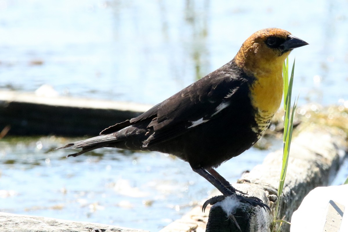 Yellow-headed Blackbird - Lelah Cafuoco