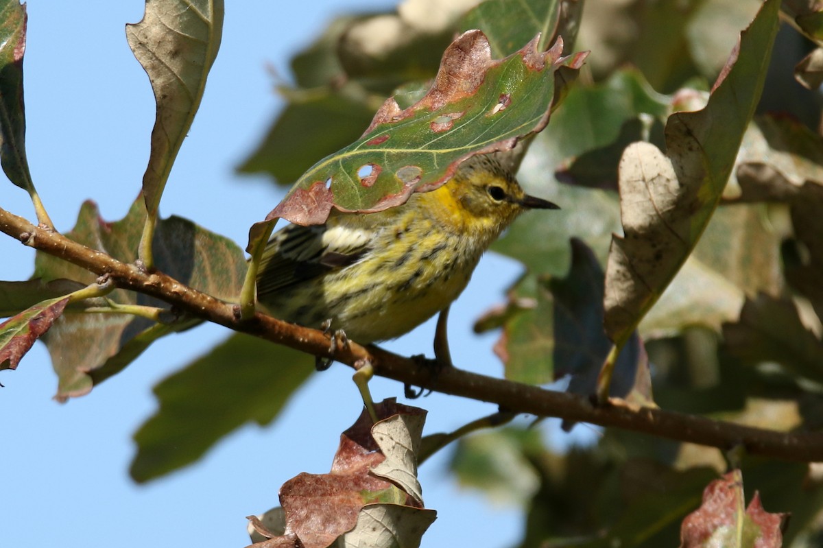 Cape May Warbler - ML264449741