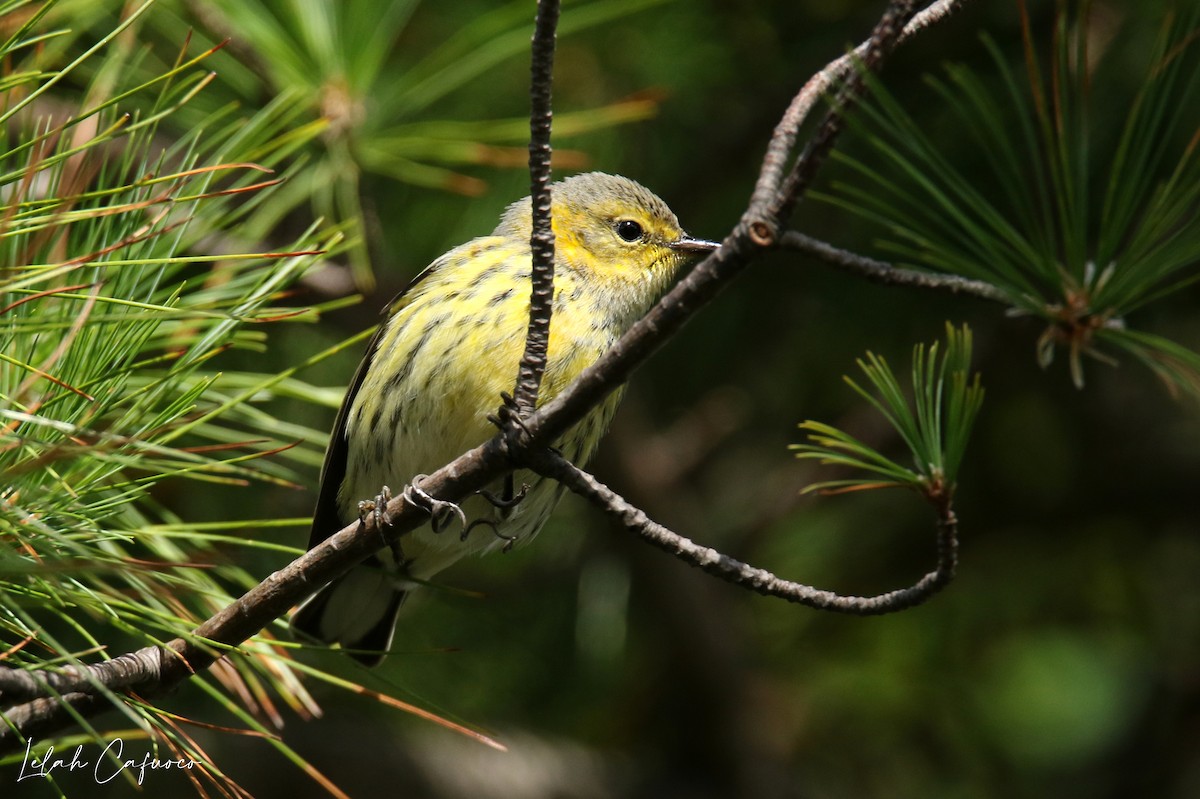 Cape May Warbler - ML264449751