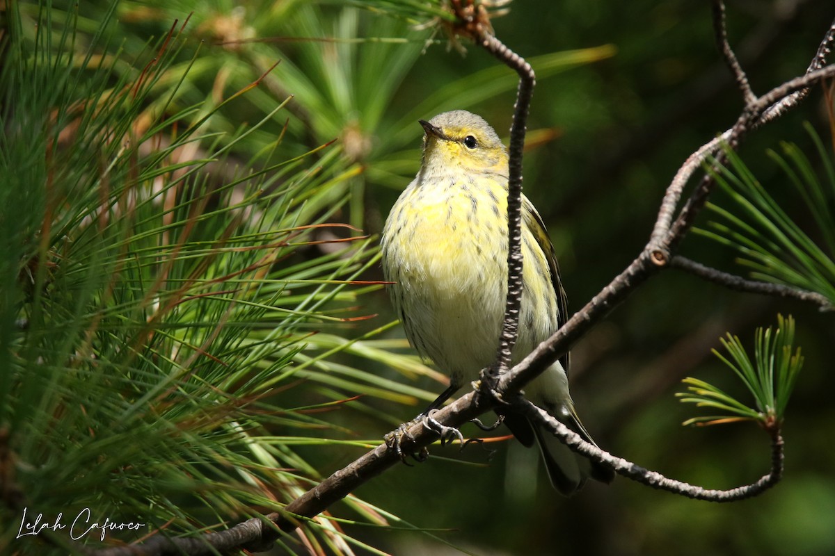 Cape May Warbler - ML264449761