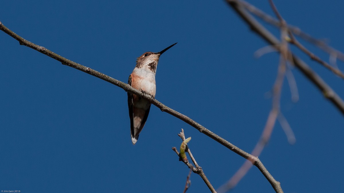Rufous Hummingbird - Jim Gain