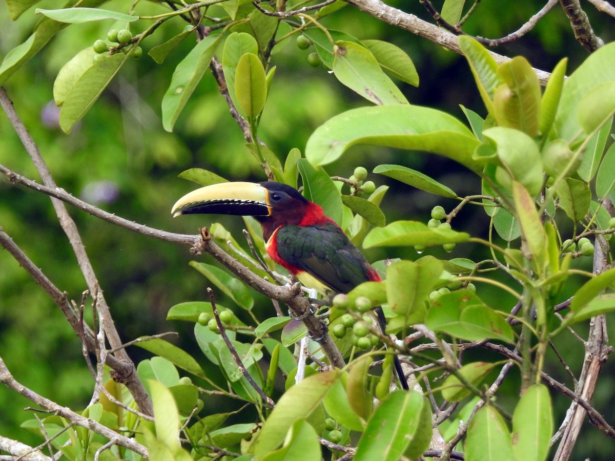 Red-necked Aracari - ML264468231