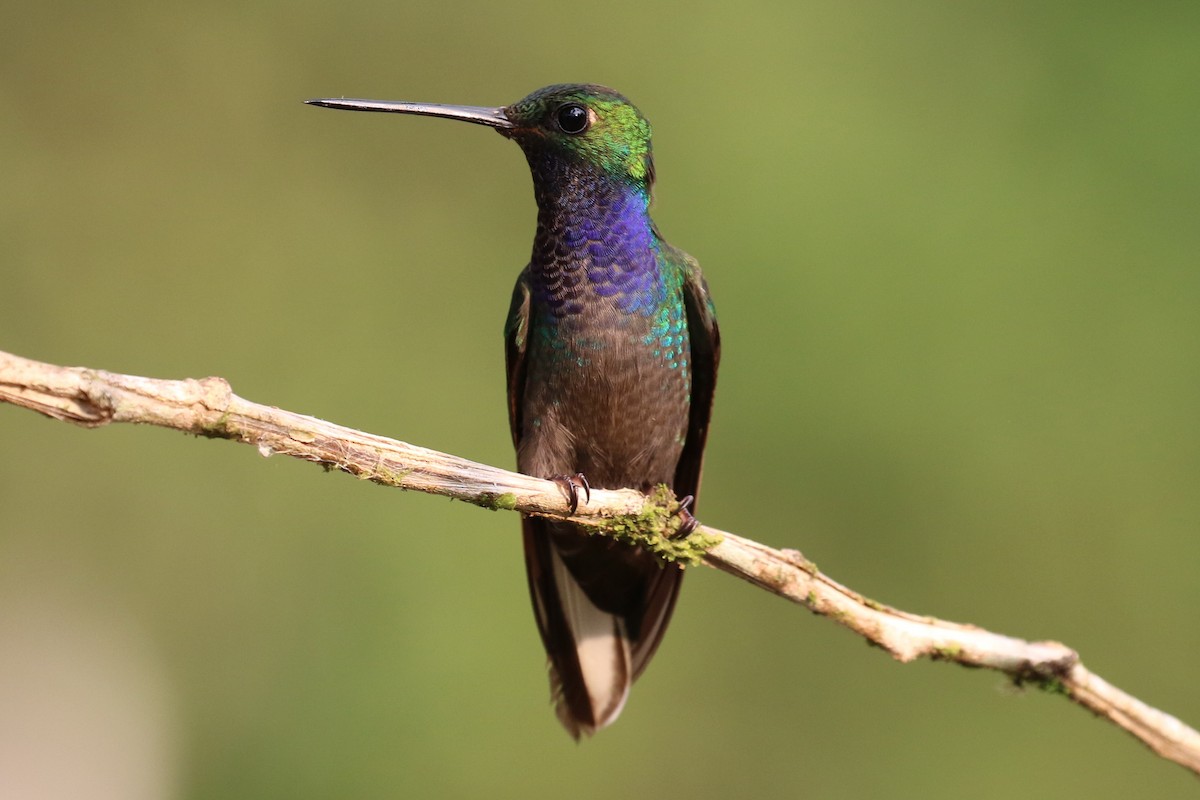 kolibřík zelenohřbetý - ML26446901