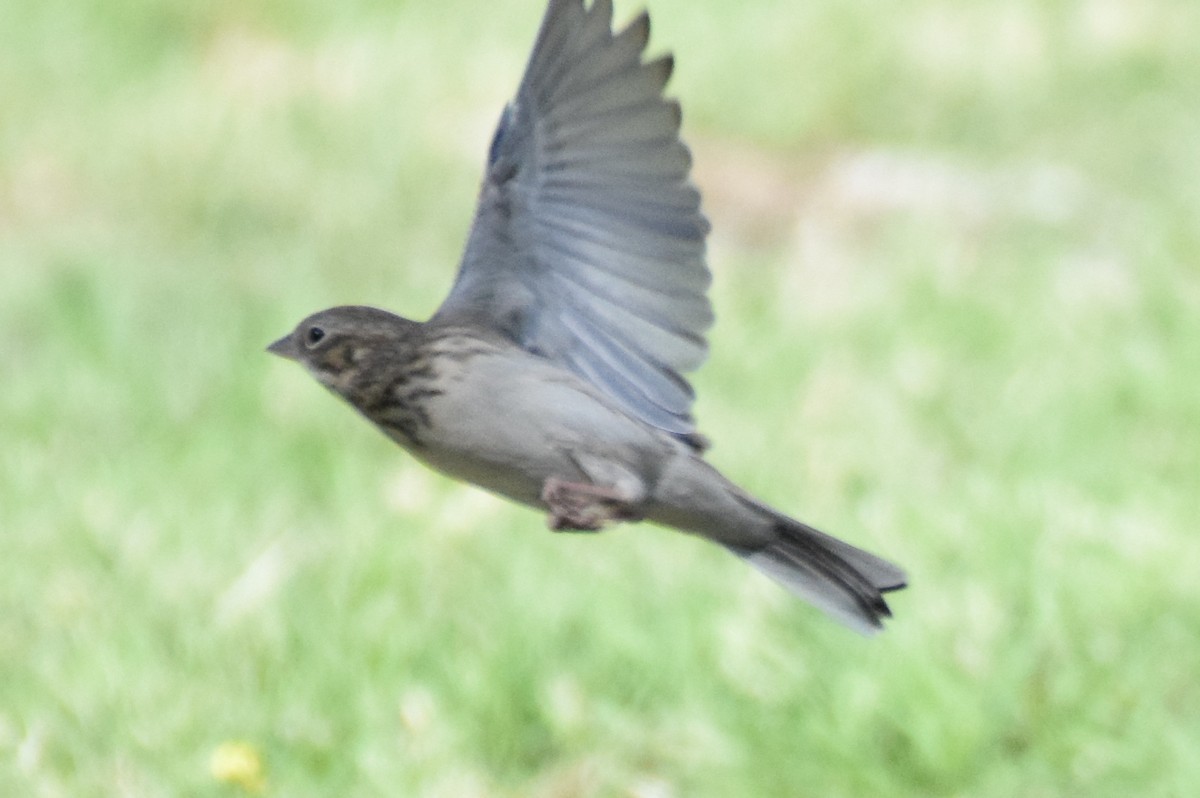 Vesper Sparrow - ML264472011