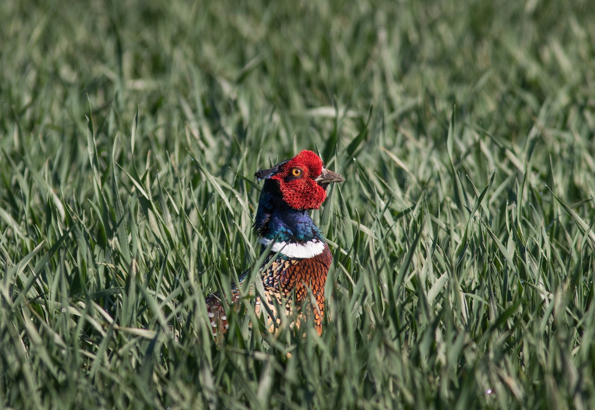 Ring-necked Pheasant - Casey Lowder