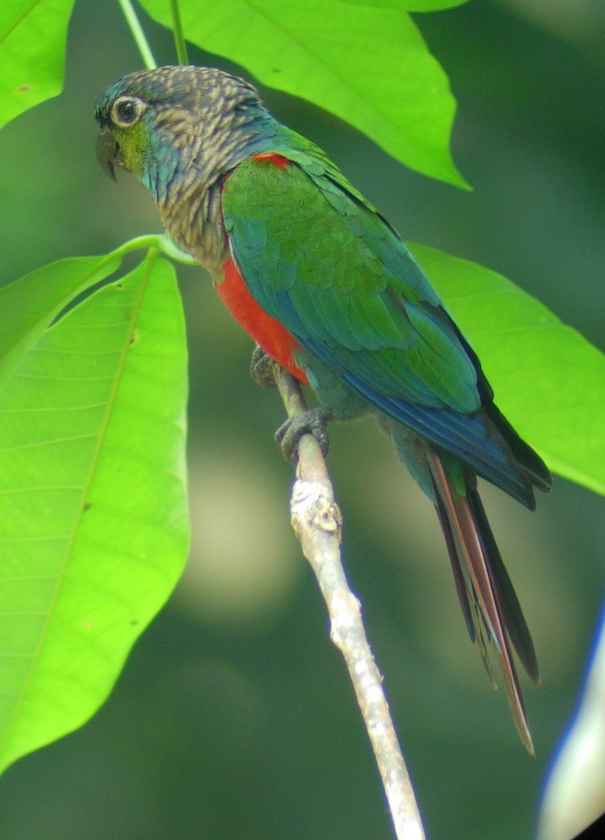 Crimson-bellied Parakeet - ML26447601