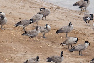 Greater White-fronted Goose, ML264479151