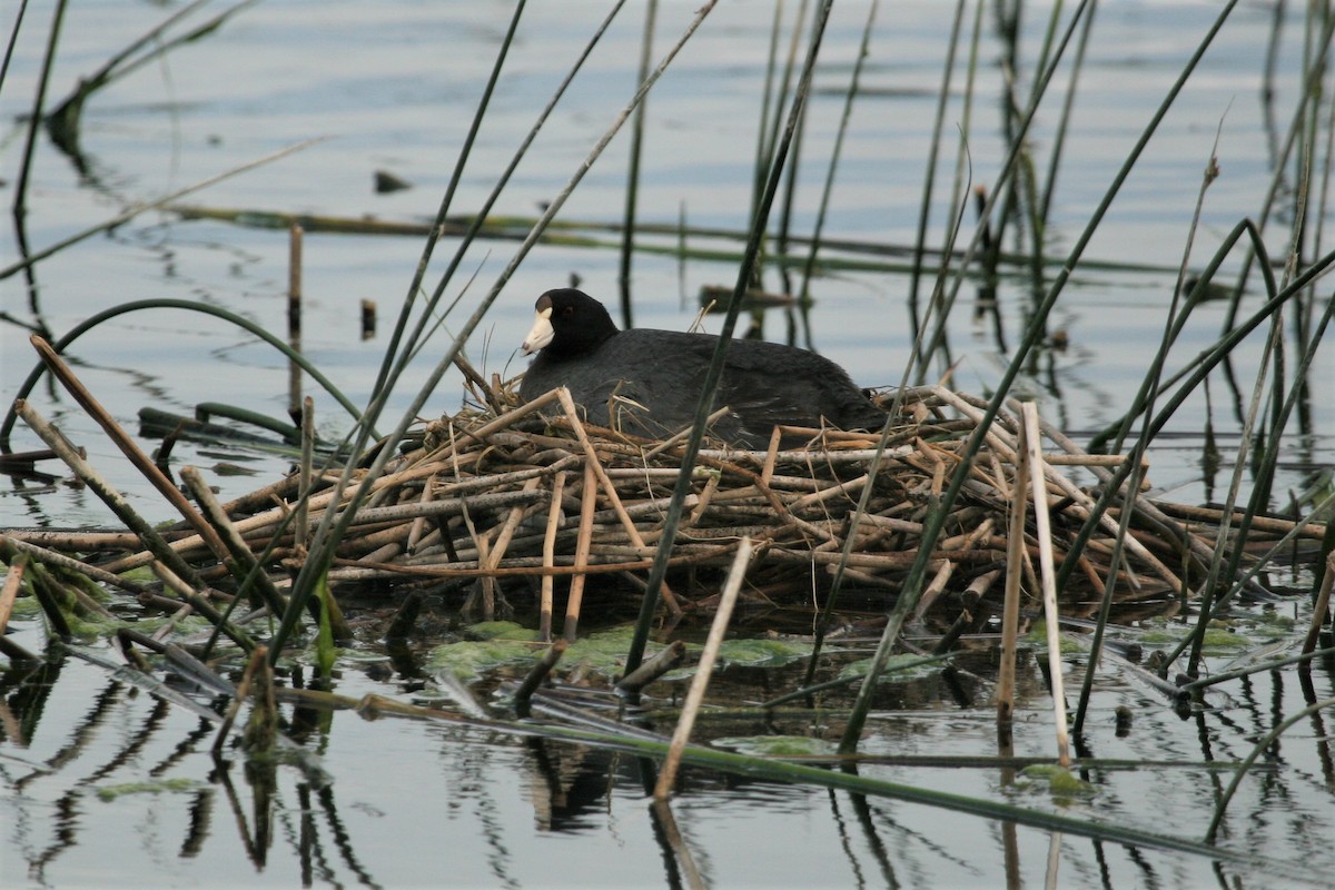 American Coot (Red-shielded) - ML264479361