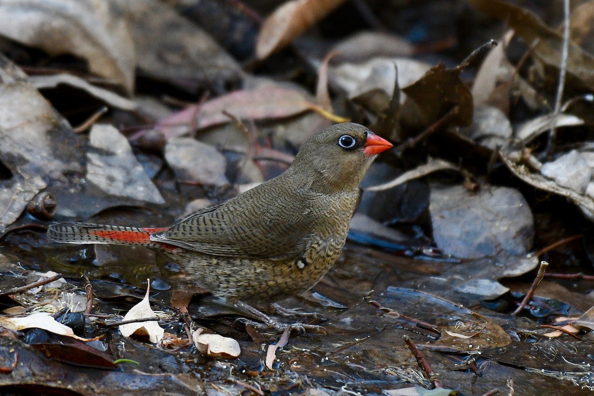 Red-eared Firetail - ML264481071