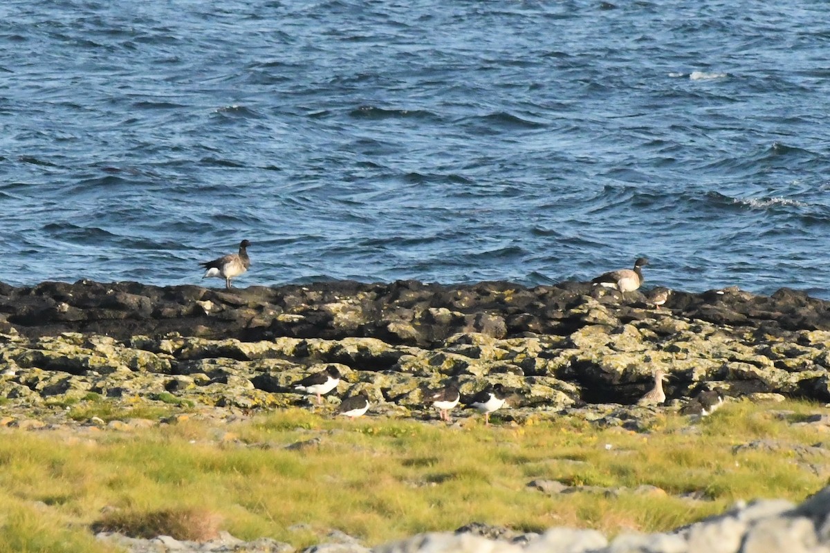 eBird Checklist - 20 Sep 2020 - Inishmore (Inis Mór) - 52 species (+1 ...