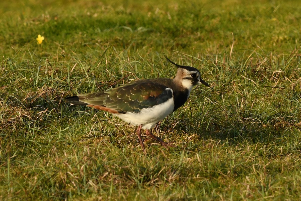Northern Lapwing - Mike Sylvia