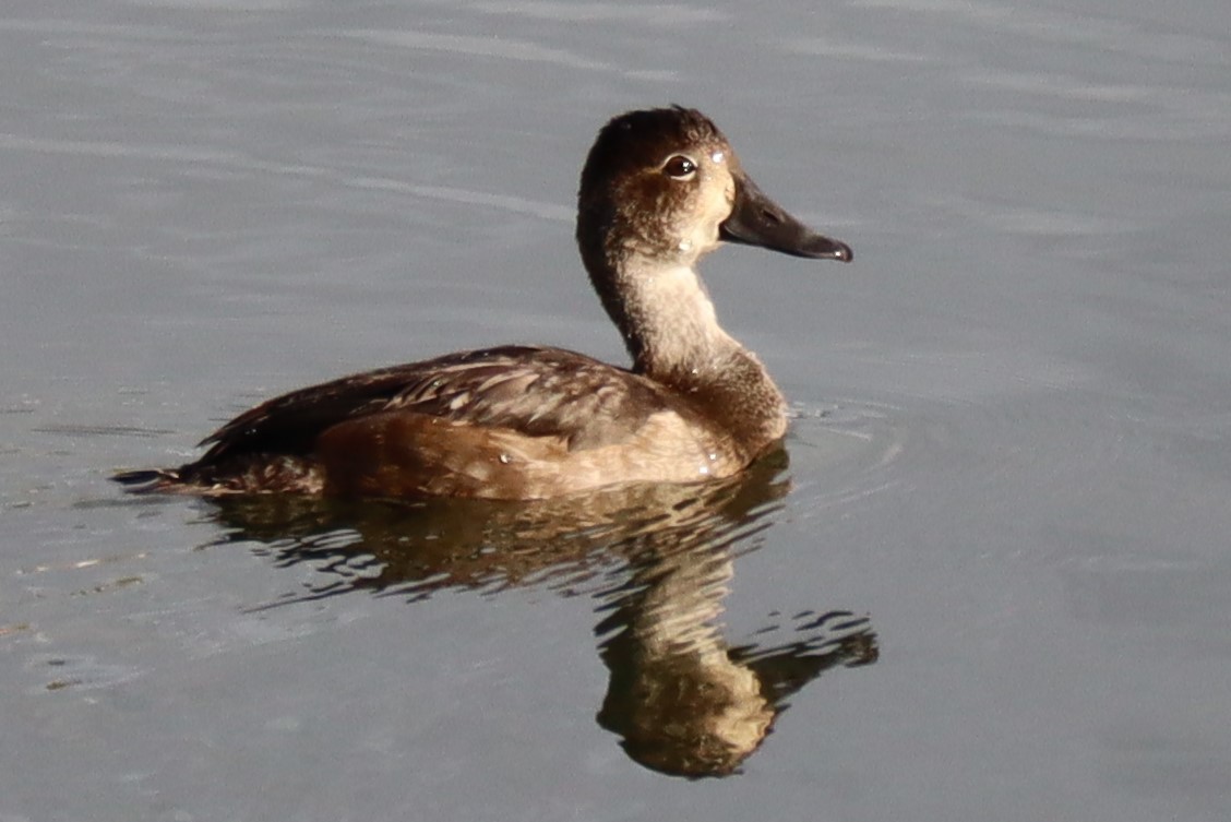 Ring-necked Duck - Lisa Vitale