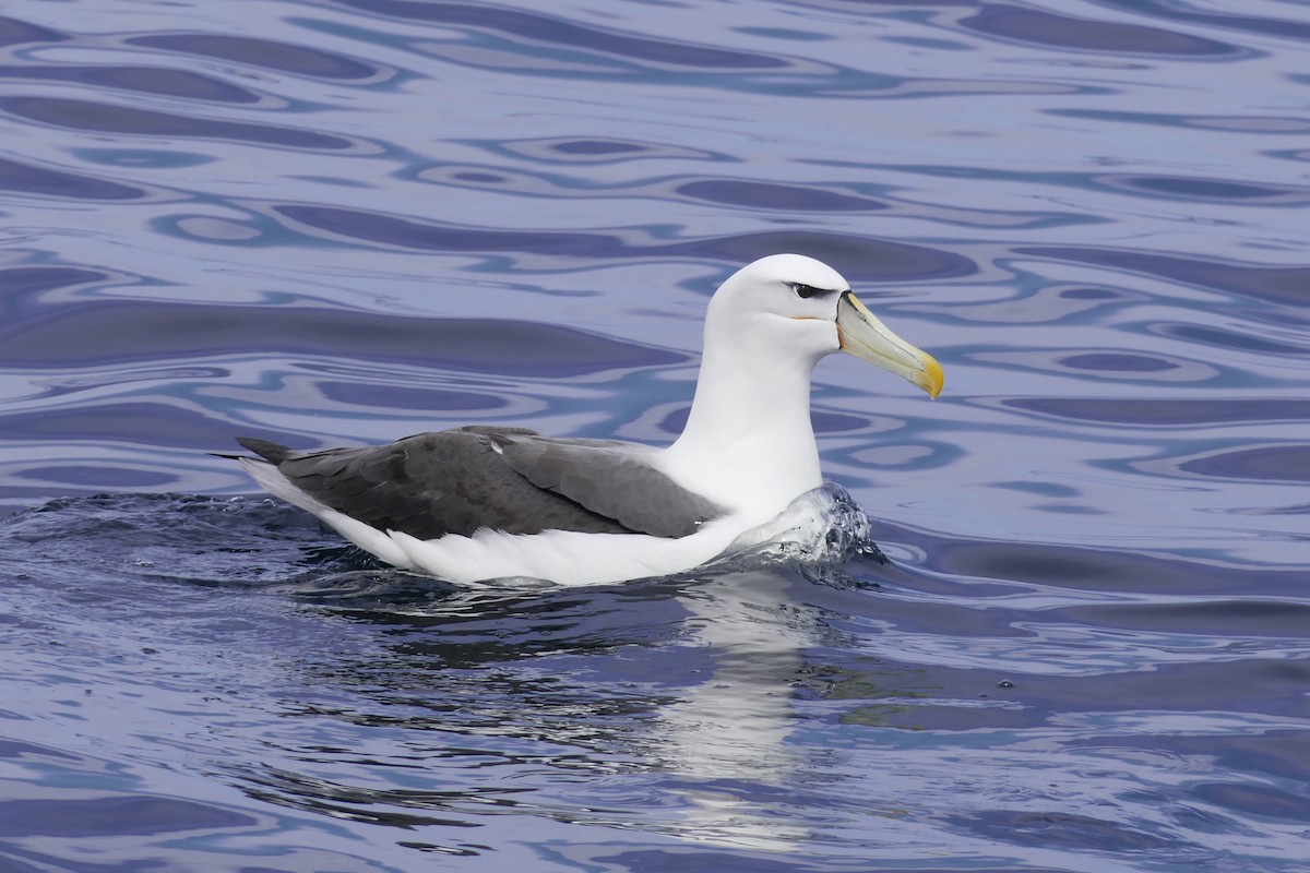 White-capped Albatross - ML264487251