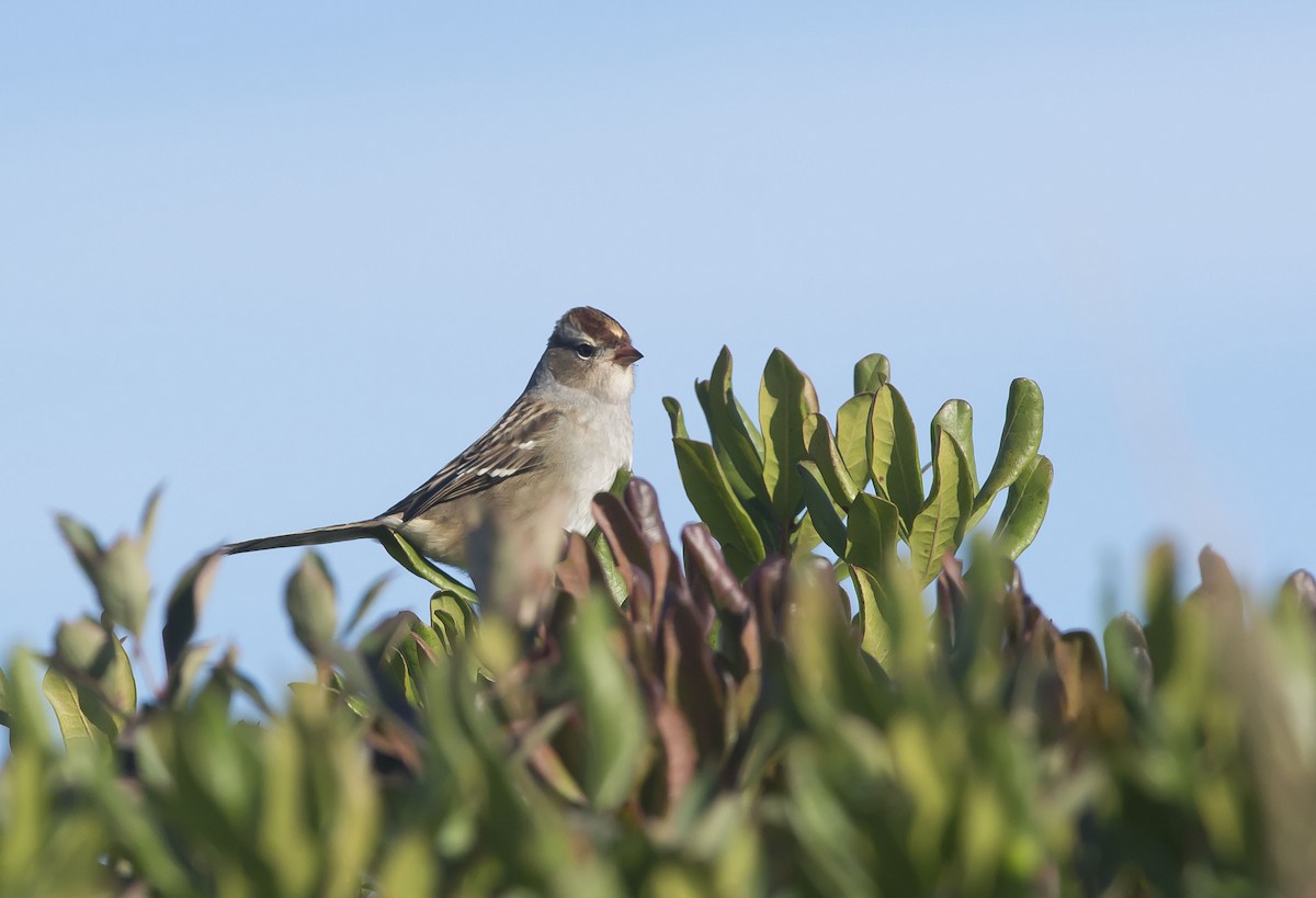 White-crowned Sparrow (Dark-lored) - ML264488391