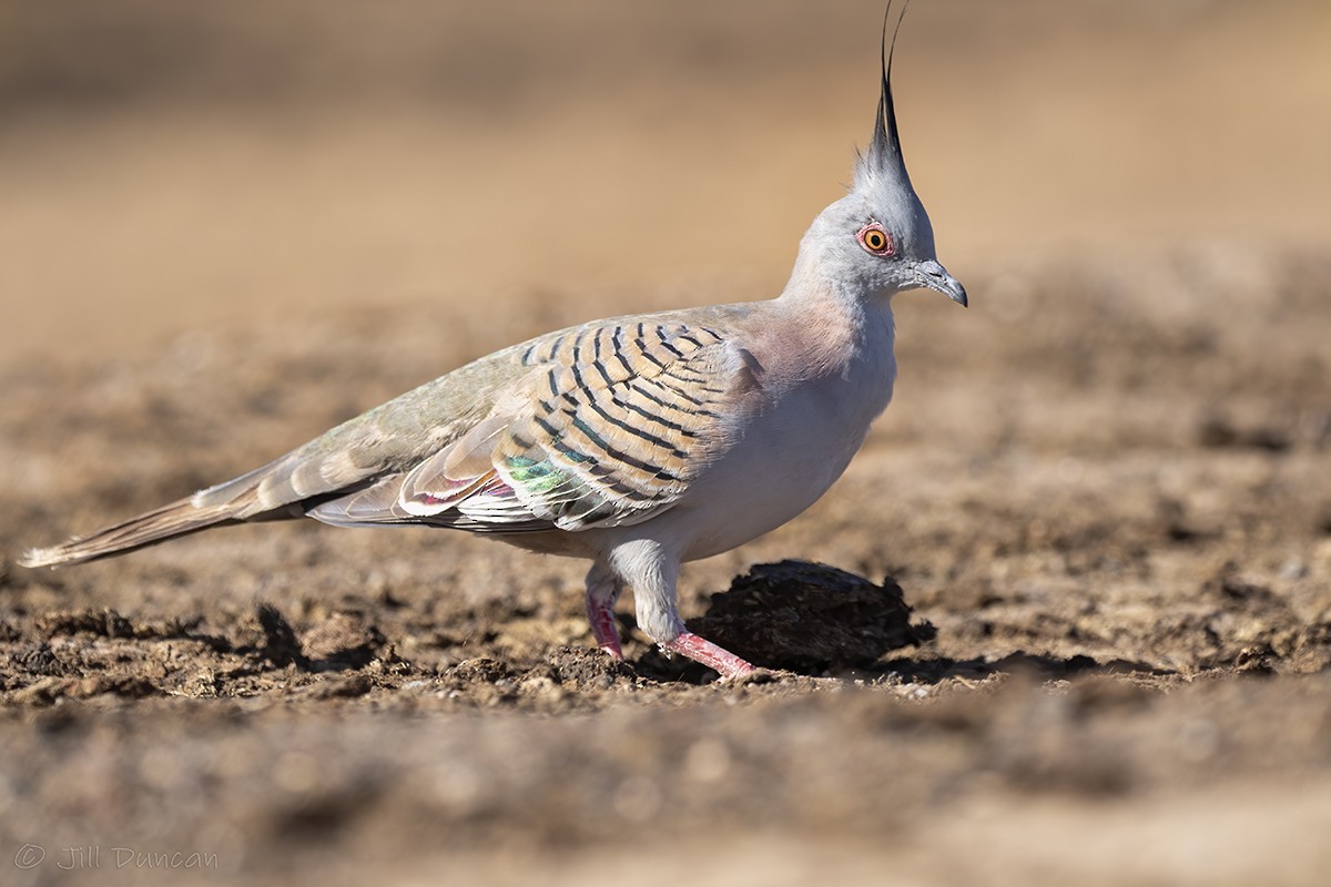 Crested Pigeon - ML264492291