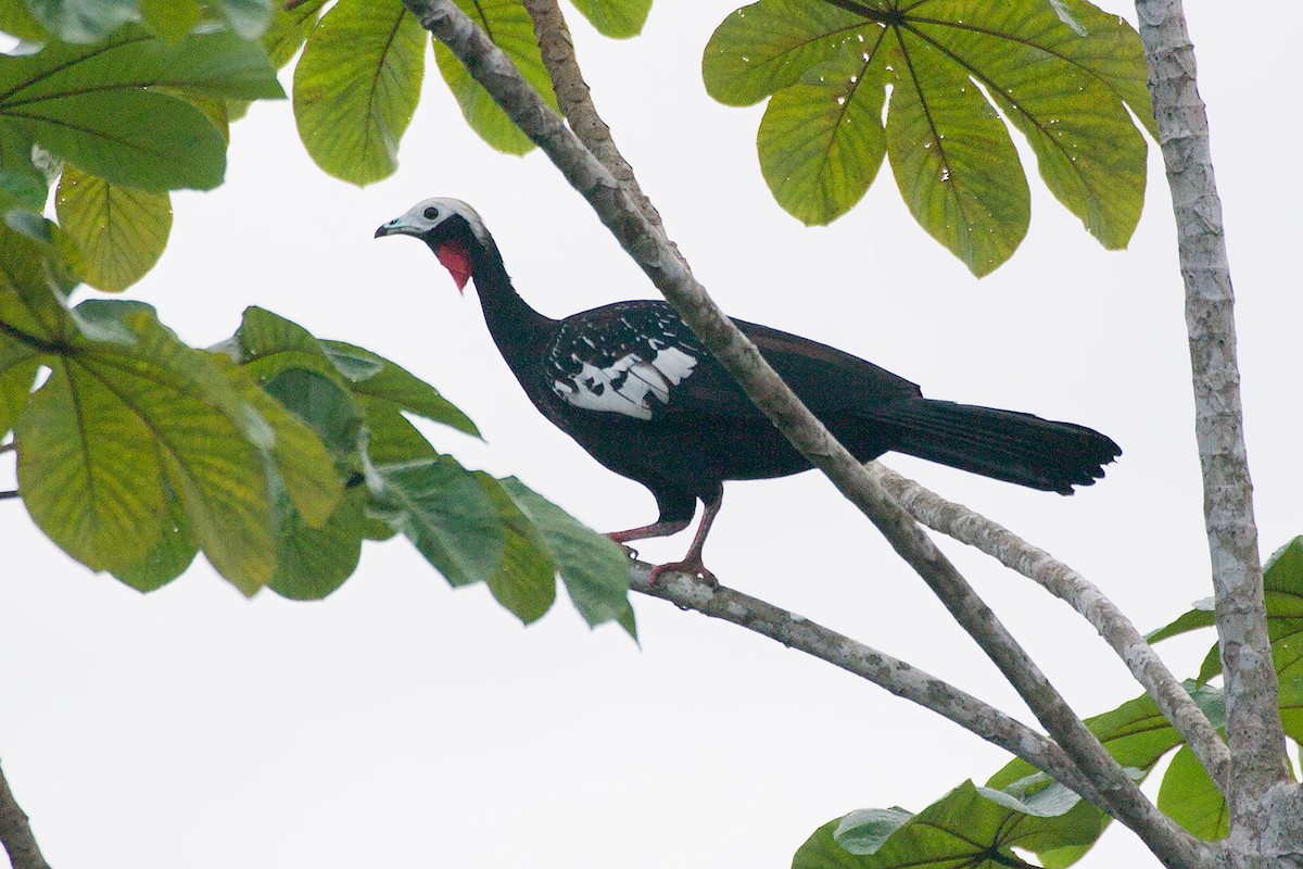 Red-throated Piping-Guan - Arthur Grosset