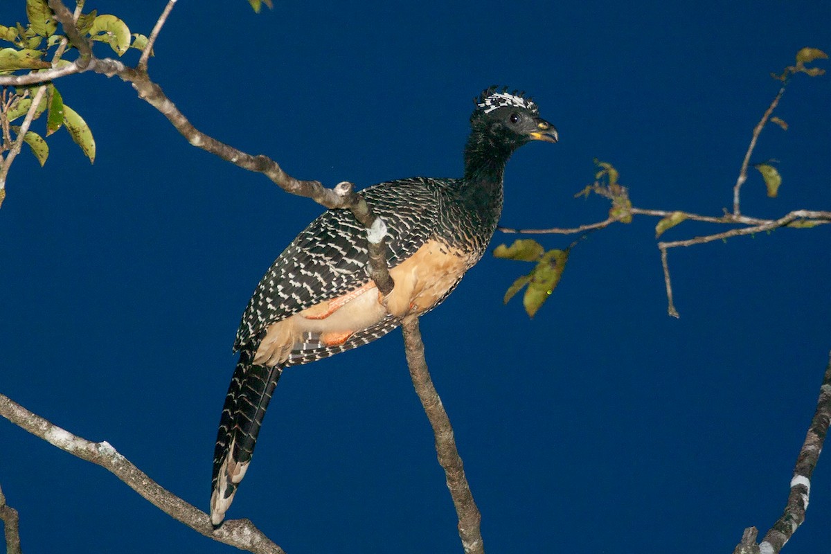 Bare-faced Curassow - ML264493481