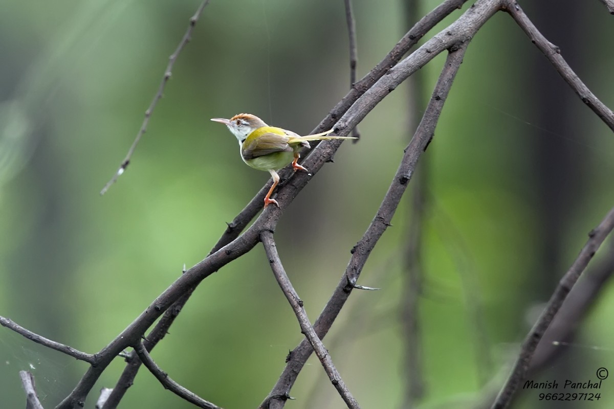 Common Tailorbird - Manish Panchal