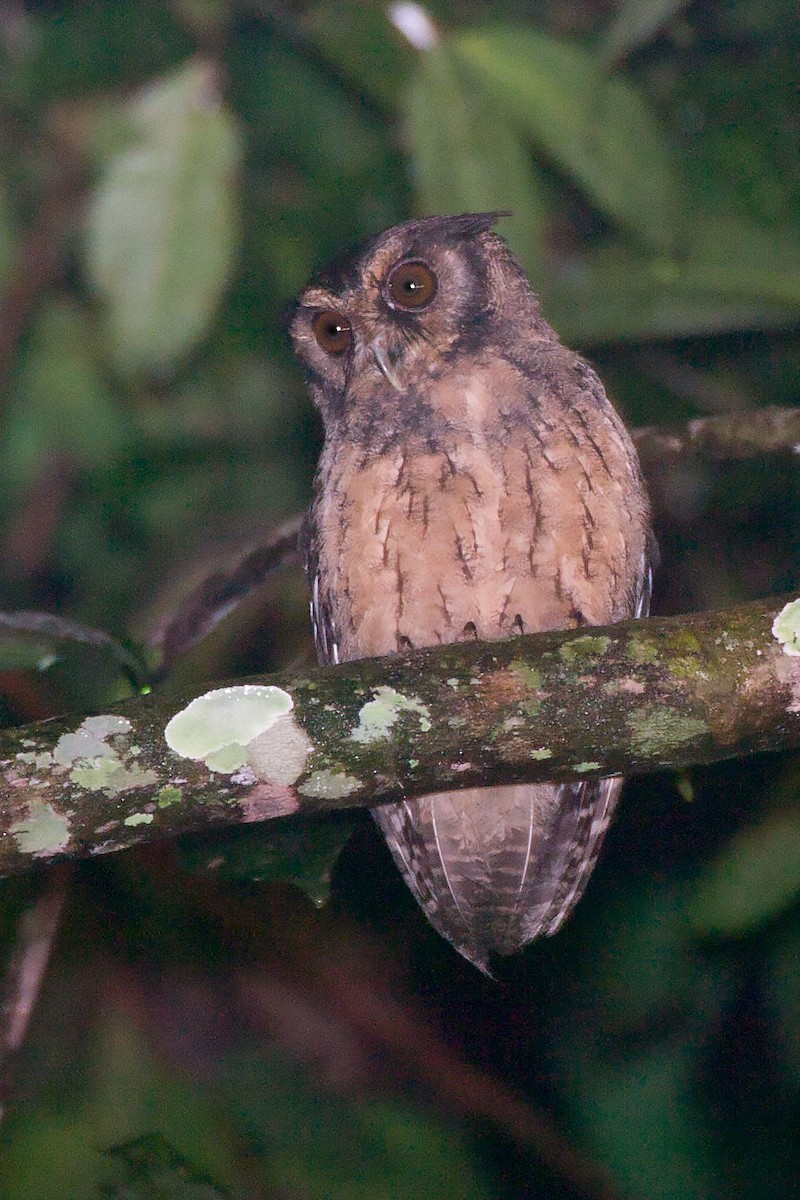 Tawny-bellied Screech-Owl - ML264494381