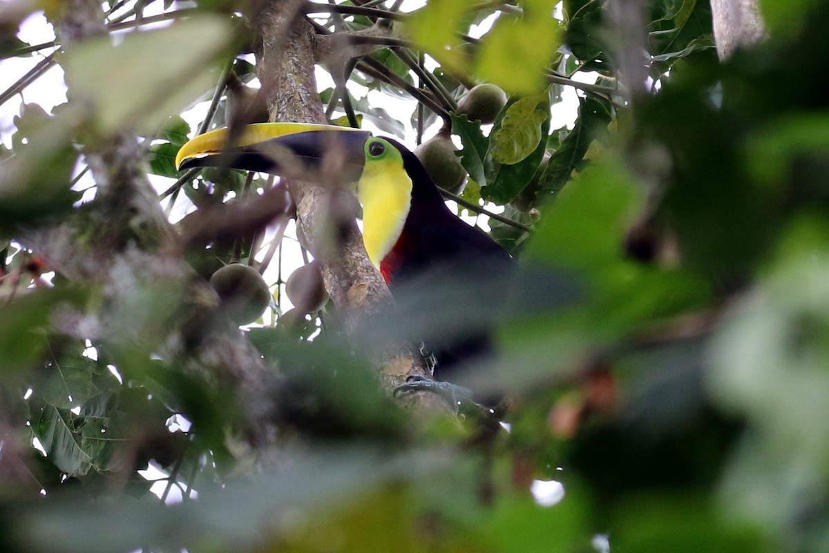 Yellow-throated Toucan (Black-mandibled) - ML26449441