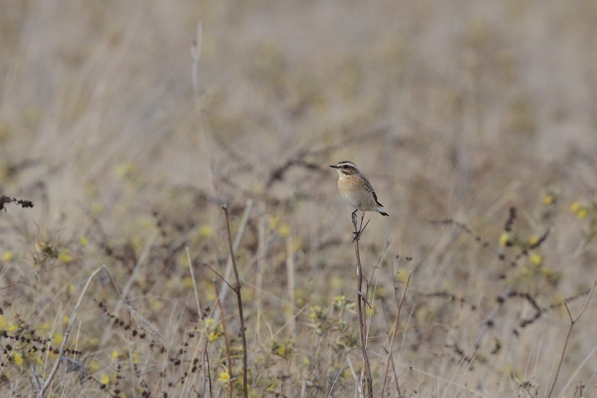 Whinchat - ML264494821